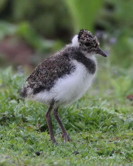 Lapwing chick VP 29 5 10  IMG_1490